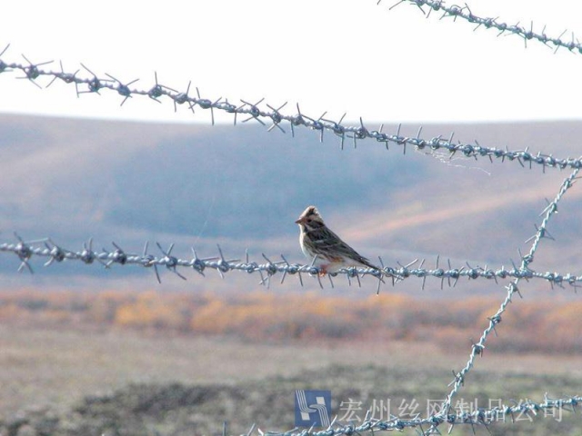 刺繩隔離網(wǎng)--02