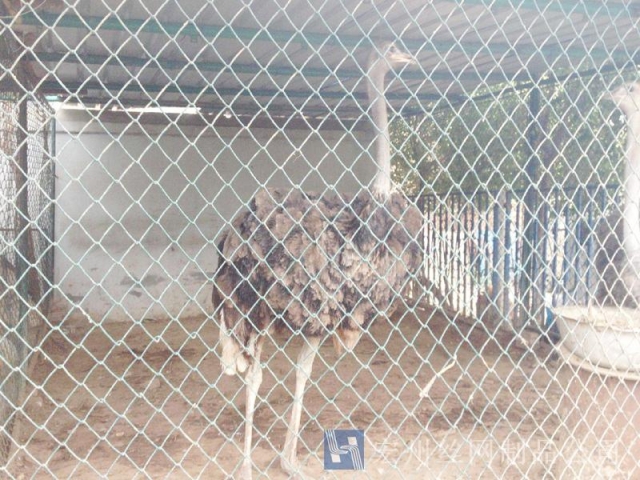 養(yǎng)殖隔離網(wǎng)--0